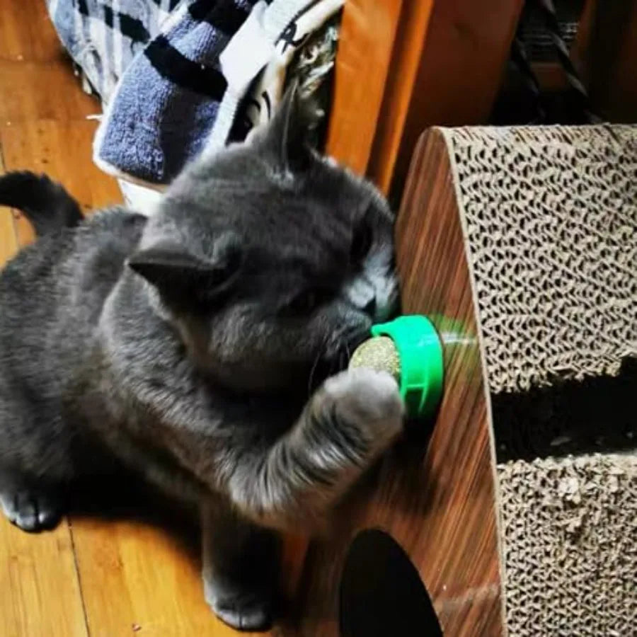 4PCS Catnip Ba for Cats Wall Catnip Toys for Cat Lick Kitten Chew Toys Teeth Cleaning Dental Edible Cat Toys