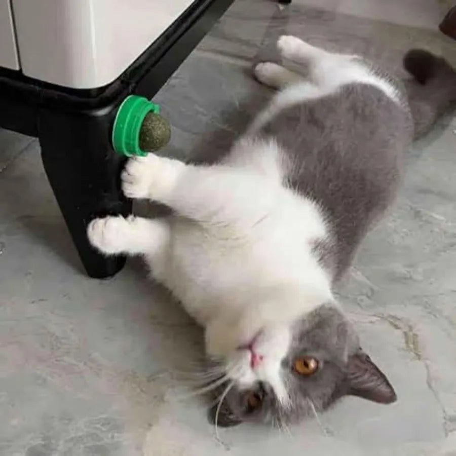 4PCS Catnip Ba for Cats Wall Catnip Toys for Cat Lick Kitten Chew Toys Teeth Cleaning Dental Edible Cat Toys