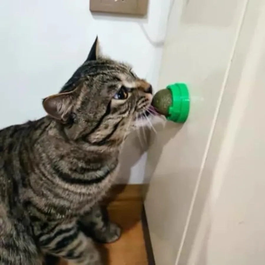 4PCS Catnip Ba for Cats Wall Catnip Toys for Cat Lick Kitten Chew Toys Teeth Cleaning Dental Edible Cat Toys